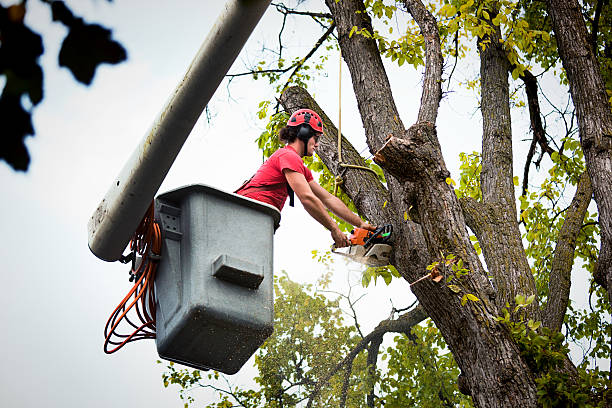 How Our Tree Care Process Works  in Jupiter Farms, FL